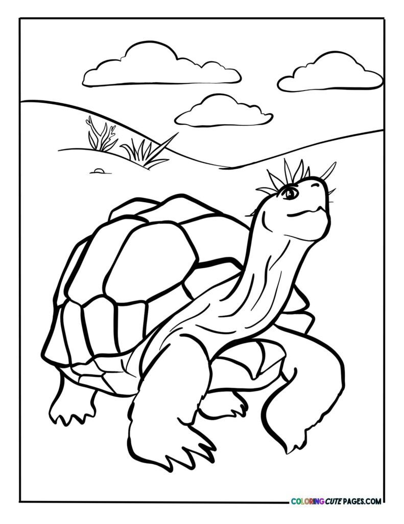 Turtle walking across rocky land