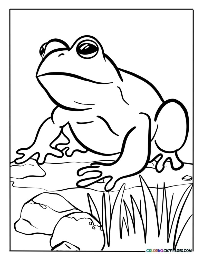 Frog sitting beside rocks