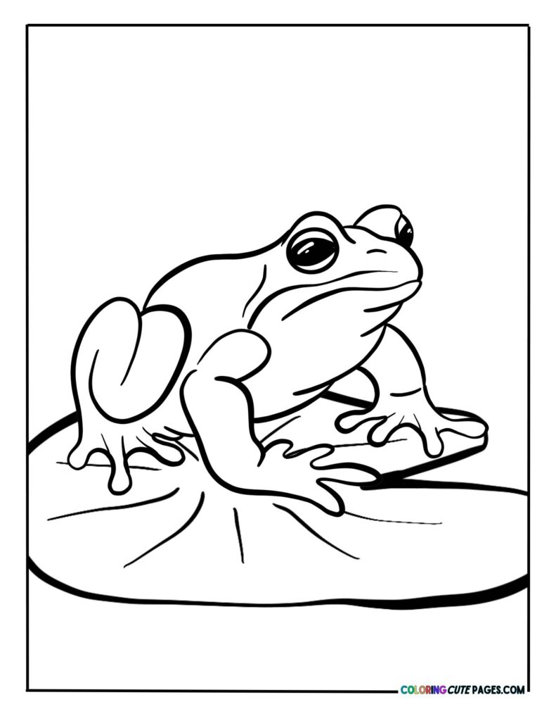 Frog sitting on a rock