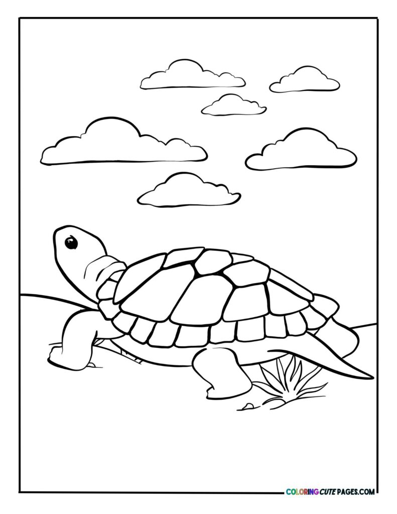 Turtle walking in the desert