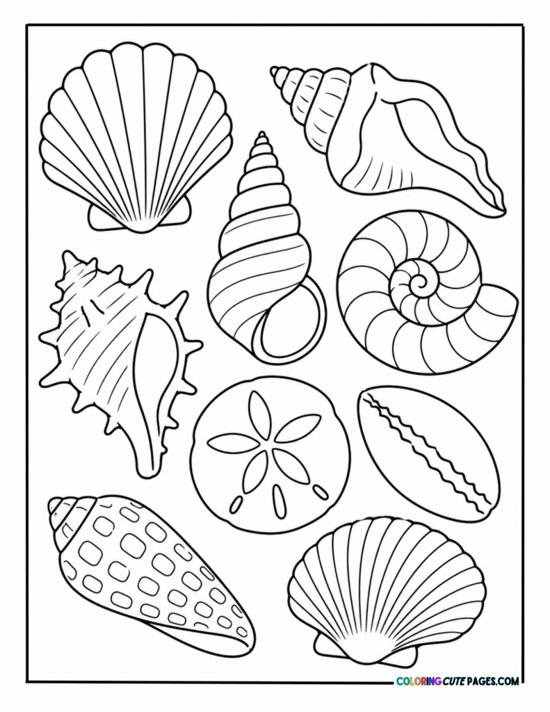 Variety of seashells arranged on a page